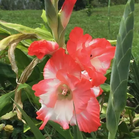 The Fruit Tree Garden Bromeliad Suite Nuevo Arenal Exterior photo